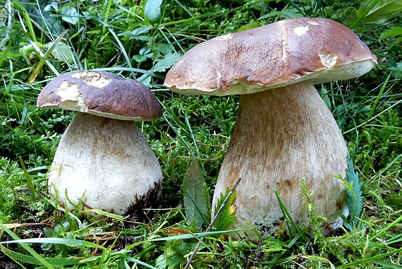 Zwei Steinpilze am Waldrand