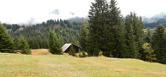 Typischer Lebensraum des Steinpilzes