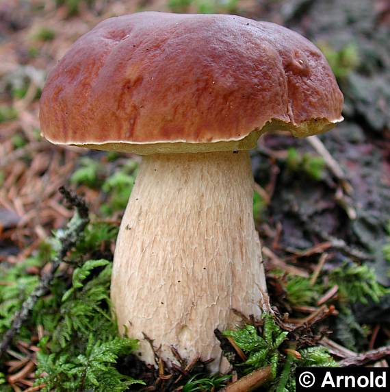 Einzelner Steinpilz (Boletus edulis)