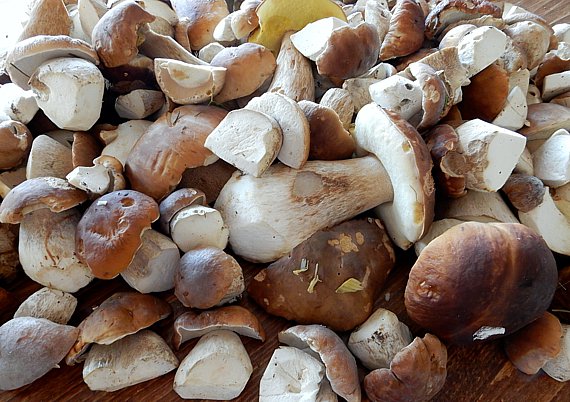 Steinpilze (Boletus edulis)