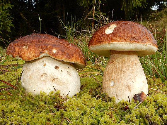 Zwei Steinpilze am Waldrand