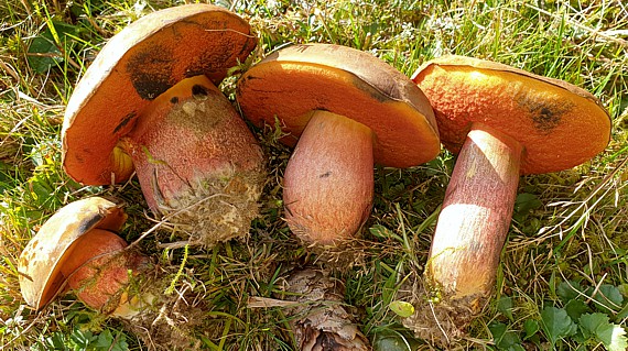 Vier Flockenstielige Hexenröhrlinge am Waldrand