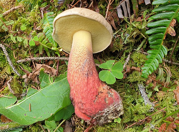 Dickfussröhrling (Caloboletus calopus) – Habitus