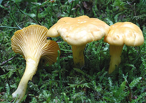 Eierschwamm (Pfifferling) im moosigen Bergwald