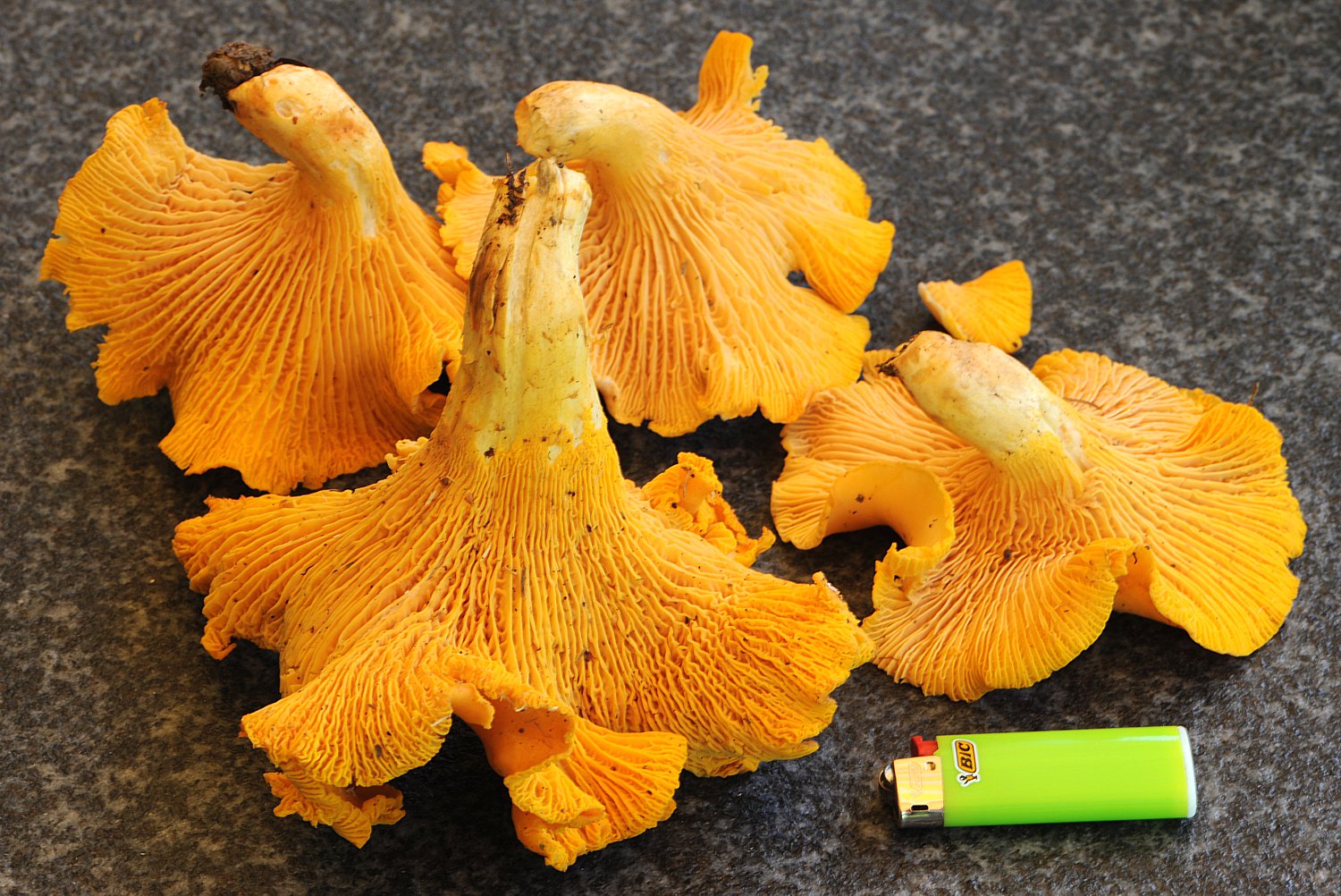 Pfifferling, Eierschwamm - Cantharellus cibarius - AWL.ch