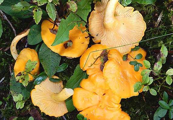 Frisch gefundene Pfifferlinge zwischen Heidelbeeren (Cantharellus cibarius)