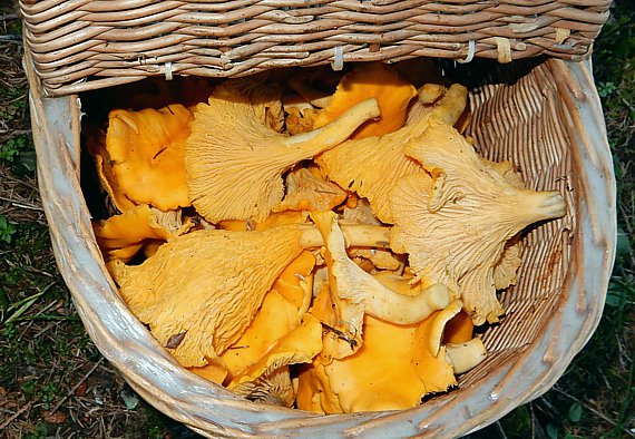 Ein Korb voll grosser Pfifferlinge (Eierschwamm, Cantharellus cibarius)