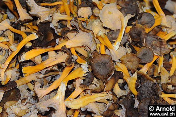 Gelbe Kraterelle - Cantharellus lutescens