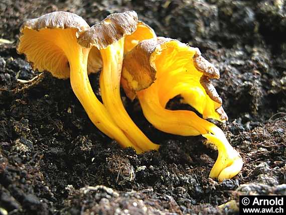 Gelbe Kraterelle - Cantharellus lutescens