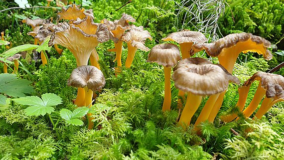 Starkriechender Trompetenpfifferling (Craterellus lutescens)