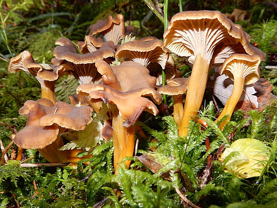 Trompetenpfifferling - Cantharellus tubaeformis