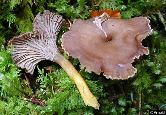 Trompetenpfifferling - Cantharellus tubaeformis