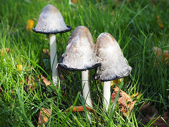 Schopftintling - Coprinus comatus