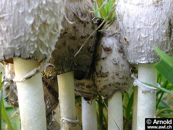 Schopftintling - Coprinus comatus