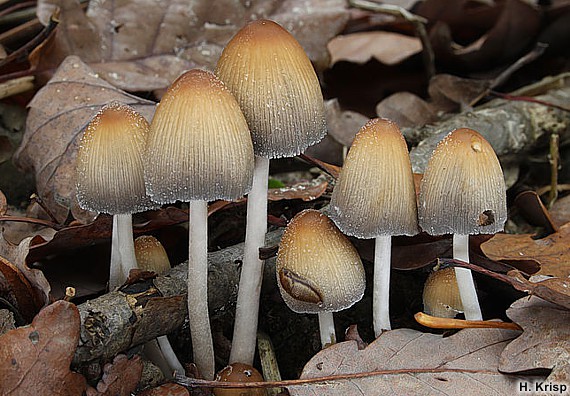 Glimmer-Tintling - Coprinus micaceus