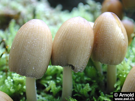 Glimmer-Tintling - Coprinus micaceus