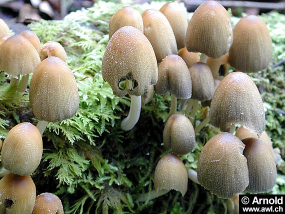 Glimmer-Tintling - Coprinus micaceus