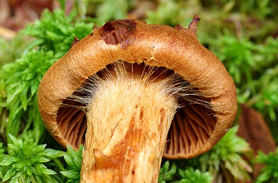 Spitzgebuckelter Raukopf - Cortinarius rubellus