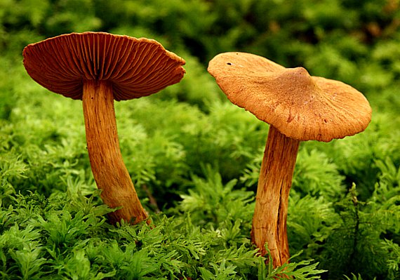 Spitzgebuckelter Raukopf - Cortinarius rubellus