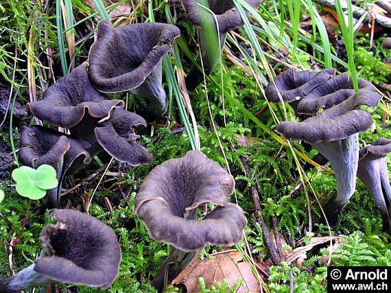 Herbsttrompete Craterellus Cornucopioides Bestimmung Speisewert Herbsttrompete Craterellus Cornucopioides Bestimmung Speisewert