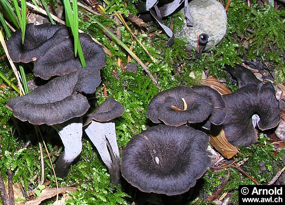 Herbsttrompete - Craterellus cornucopioides - AWL.ch