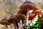 Gift-Häubling - Galerina marginata