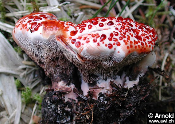 Scharfer Korkstacheling - Hydnellum peckii