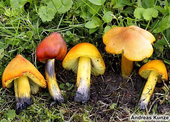 Kegeliger Saftling - Hygrocybe conica