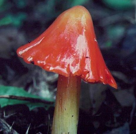 Kegeliger Saftling - Hygrocybe conica