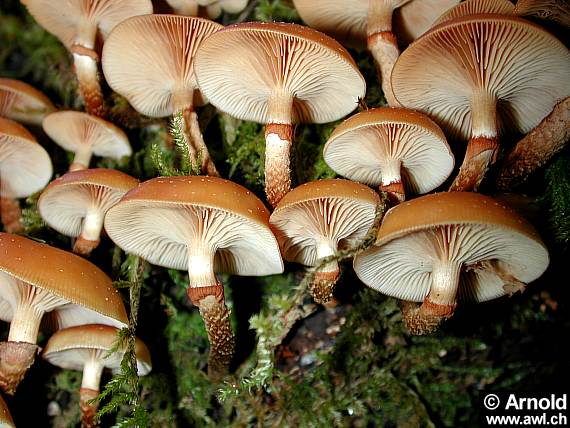 Stockschwämmchen - Kuehneromyces mutabilis