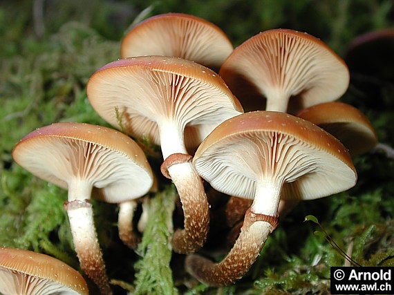 Stockschwämmchen - Kuehneromyces mutabilis