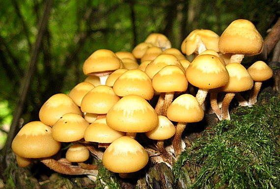 Stockschwämmchen - Kuehneromyces mutabilis