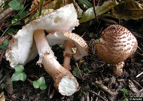 Rauher Schirmling - Lepiota aspera 