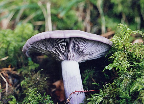 Nackter Ritterling (Lepista nuda) – violett gefärbter Hut im Wald