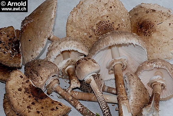 Parasol- Riesenschirmling - Macrolepiota procera