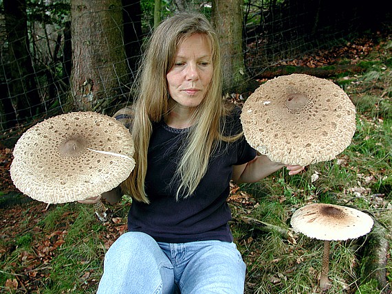 Parasol (Riesenschirmling, Macrolepiota procera) – grosser Fruchtkörper im Freiland