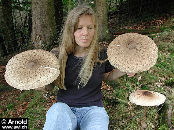 Parasol- Riesenschirmling - Macrolepiota procera