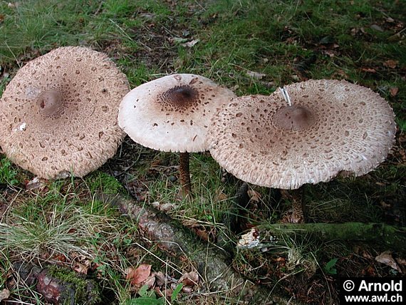 Parasol- Riesenschirmling - Macrolepiota procera