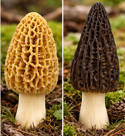 Vergleich von Speisemorchel (Morchella esculenta) und Spitzmorchel (Morchella conica): links rundlich wabenartiger Hut, rechts kegelig-spitzer Hut