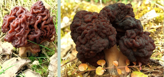 Frühjahrslorchel (Gyromitra esculenta) mit hirnartig gewundenem Hut, giftiger Doppelgänger der Morcheln