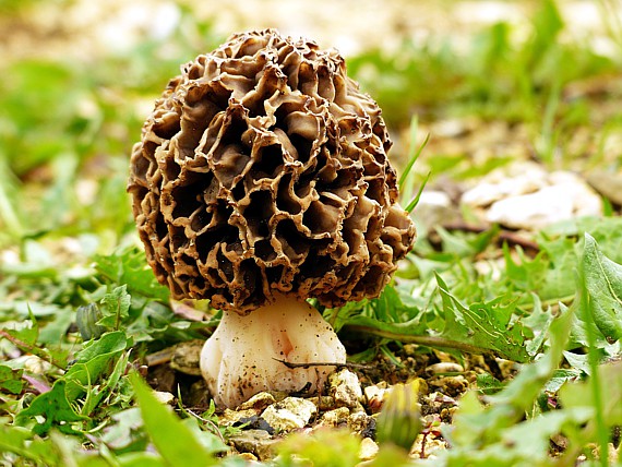 Bild einer Speisemorchel(Morchella esculenta)