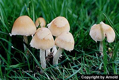 Behangener Faserling - Psathyrella candolleana