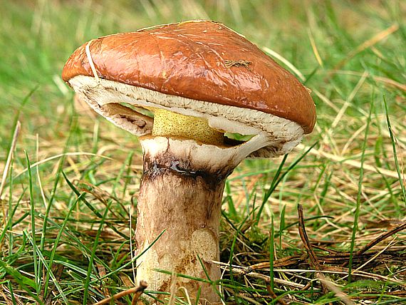 Pilze: Butterpilz - Suillus luteus - AWL.ch