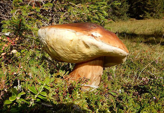 Steinpilz