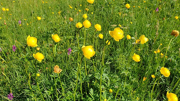 Blumenwiese