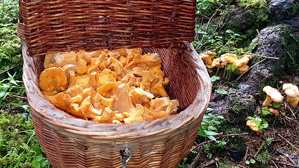 Eierschwämme im Pilzkorb