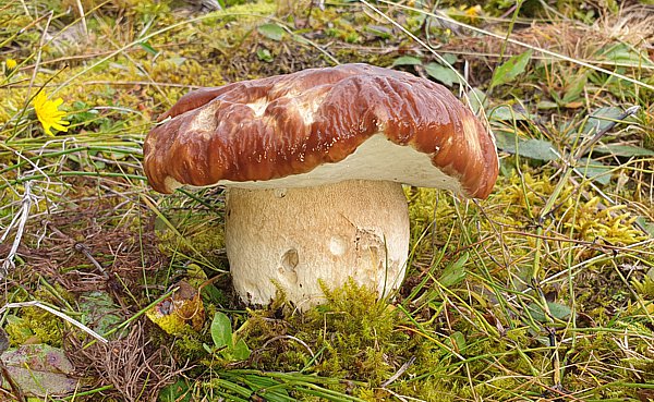 Steinpilz