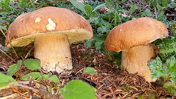 Steinpilze im Bergwald