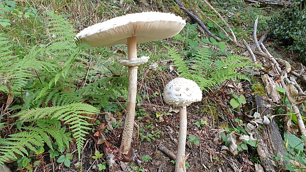 Riesenschirmling, Parasol