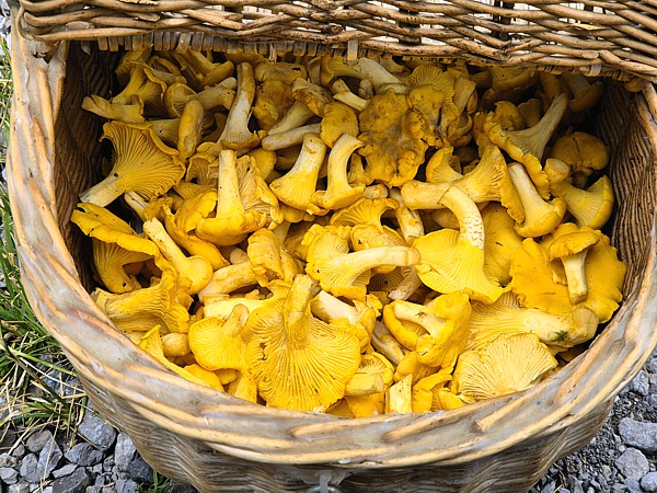 Eierschwämme